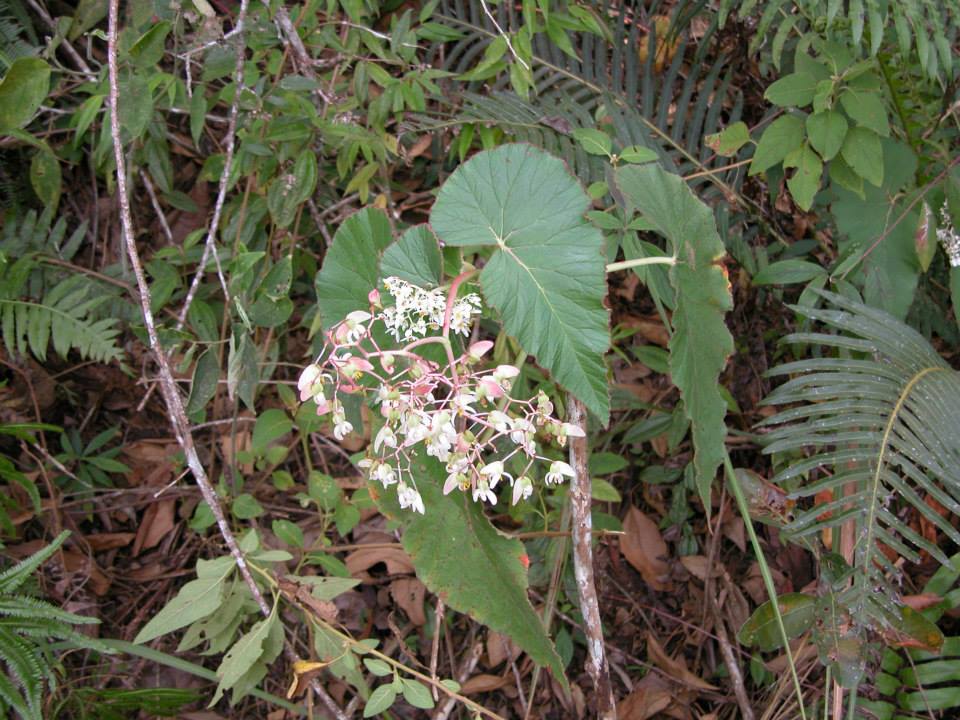 B. admirabilis